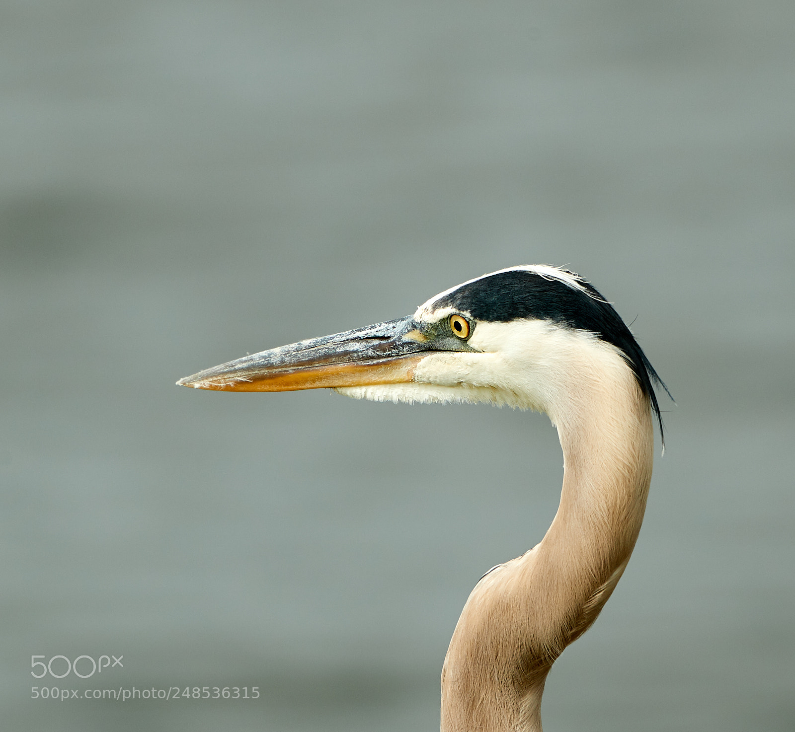 Canon EOS-1D X Mark II sample photo. 03-07-18-0006480.jpg photography