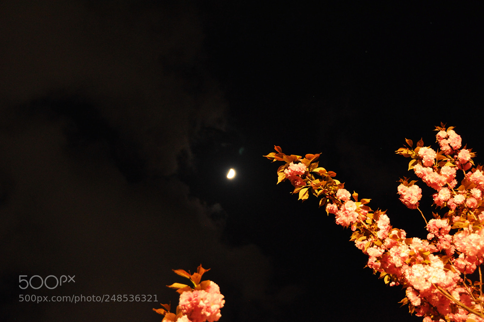 Nikon D5000 sample photo. From flowers to moon photography