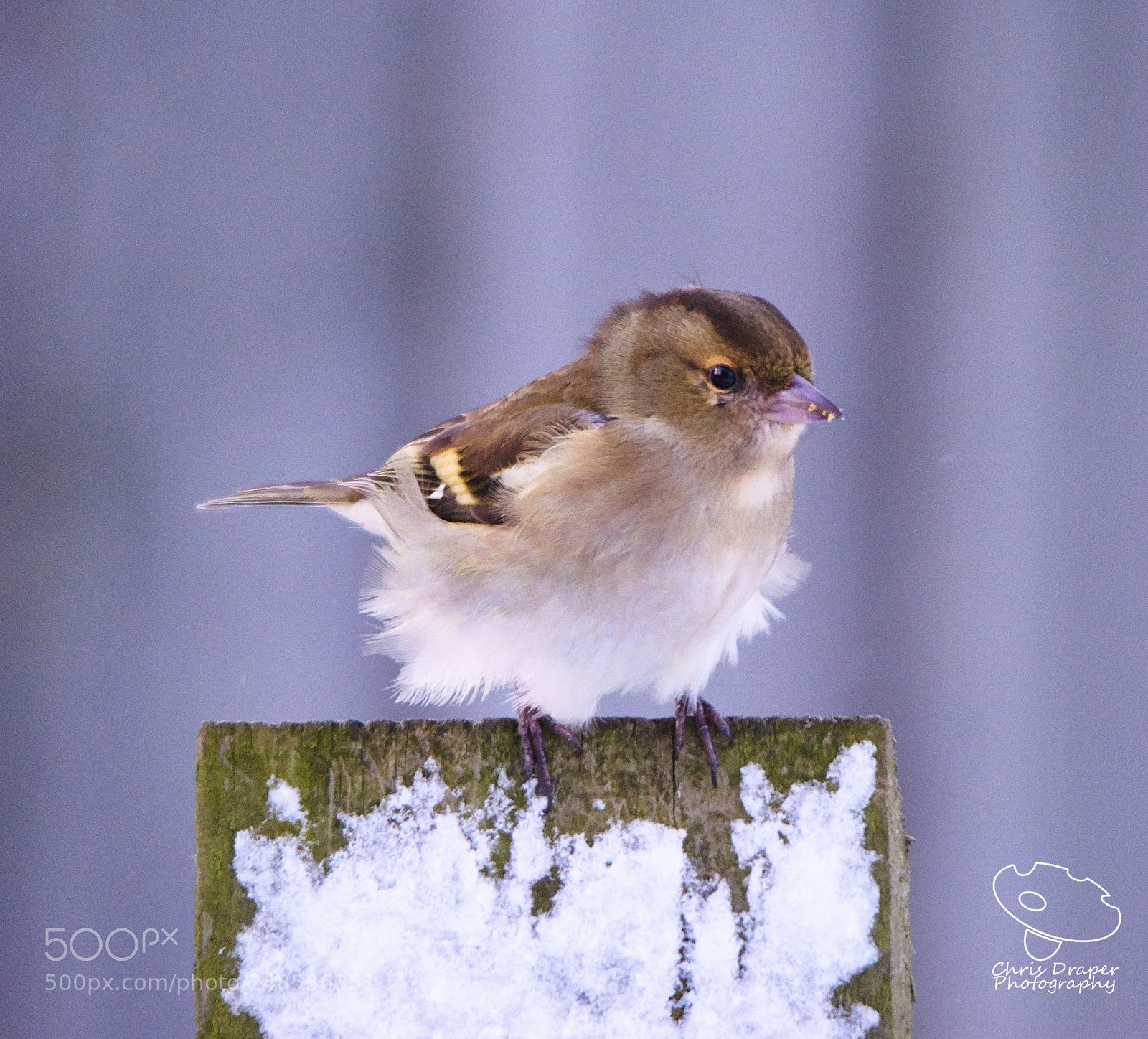 Sony ILCA-77M2 sample photo. Chaffinch in the snow photography
