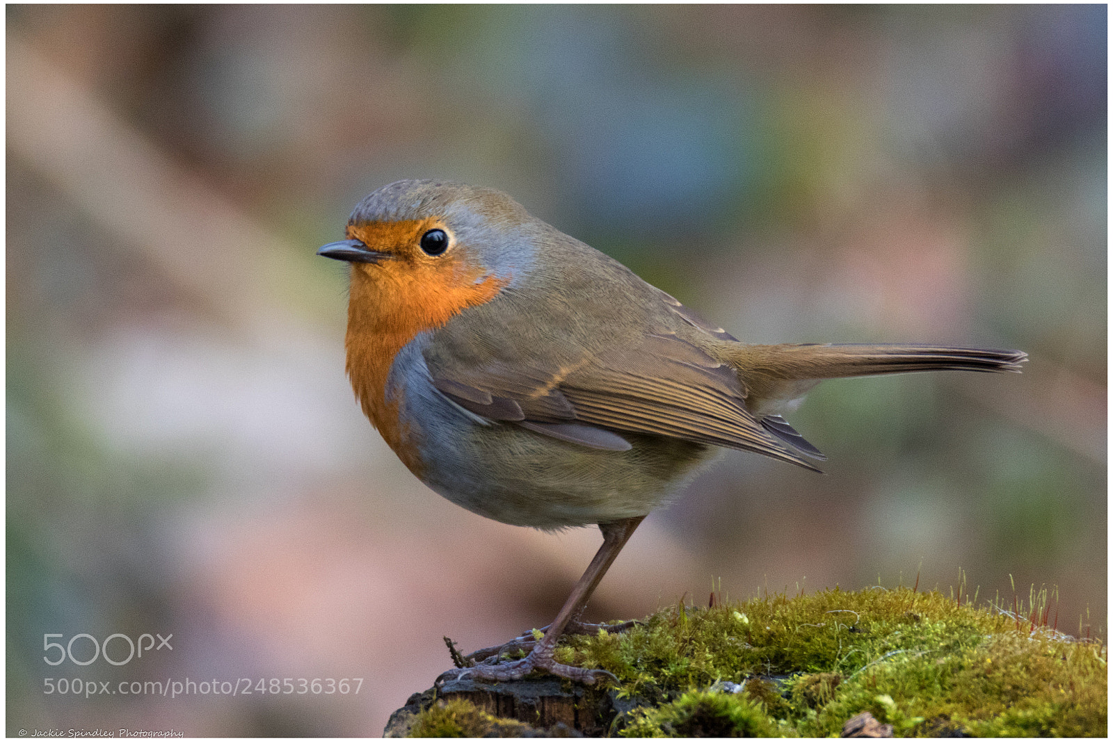 Canon EOS 7D Mark II sample photo. Robin red breast photography