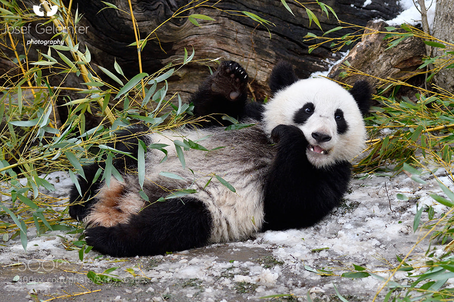 Nikon D500 sample photo. Oh happy panda day... photography