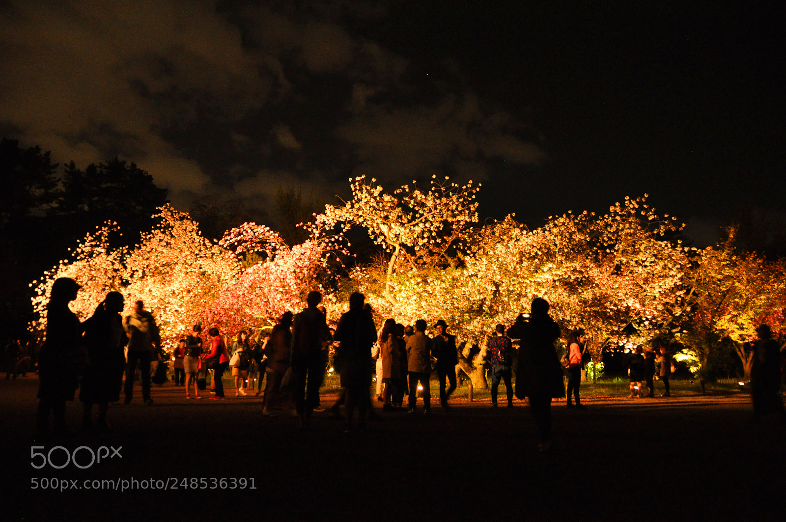 Nikon D5000 sample photo. Fire trees photography