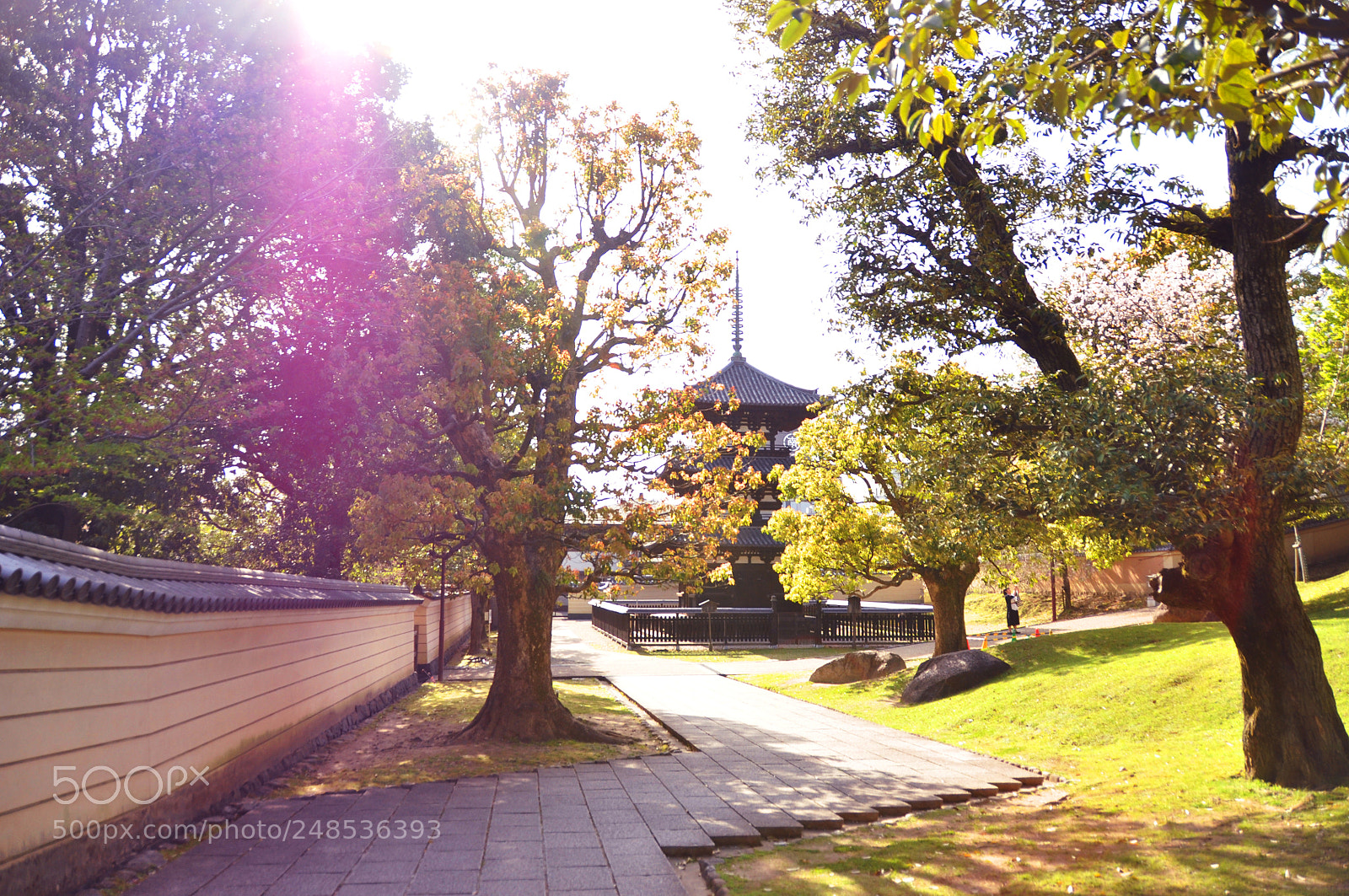 Nikon D5000 sample photo. Sunny garden photography