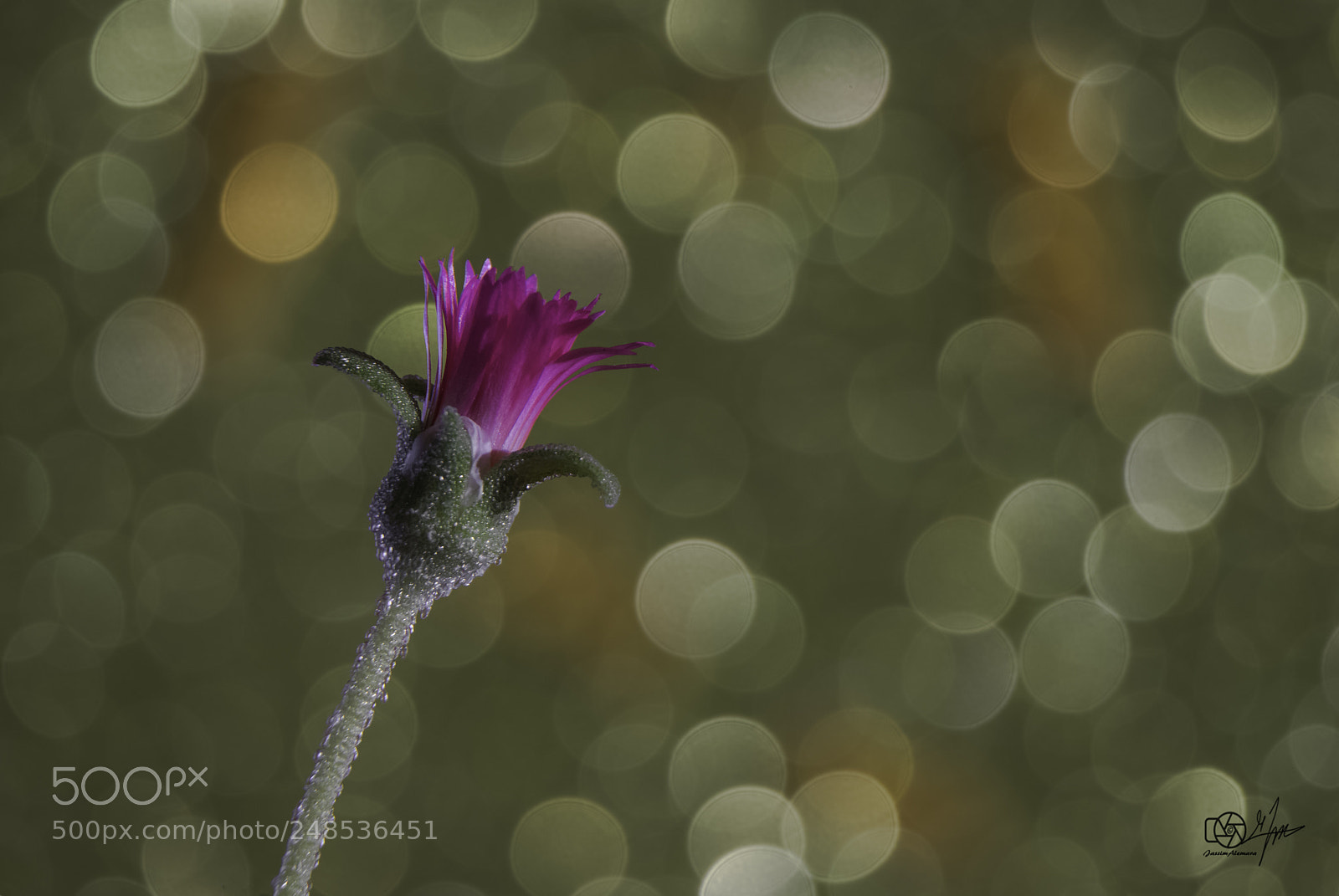 Canon EOS 80D sample photo. Spring bokeh photography