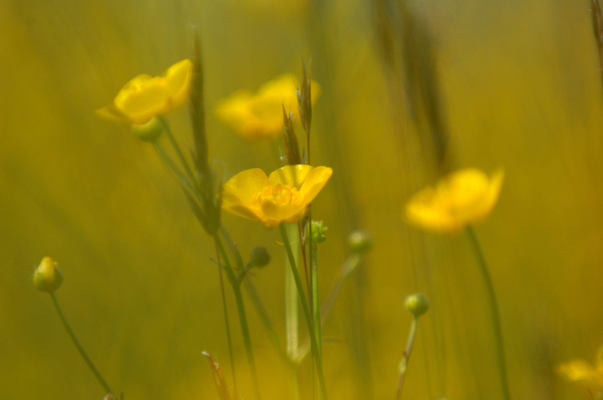 Nikon D2Xs sample photo. Yellow flowers 4 photography