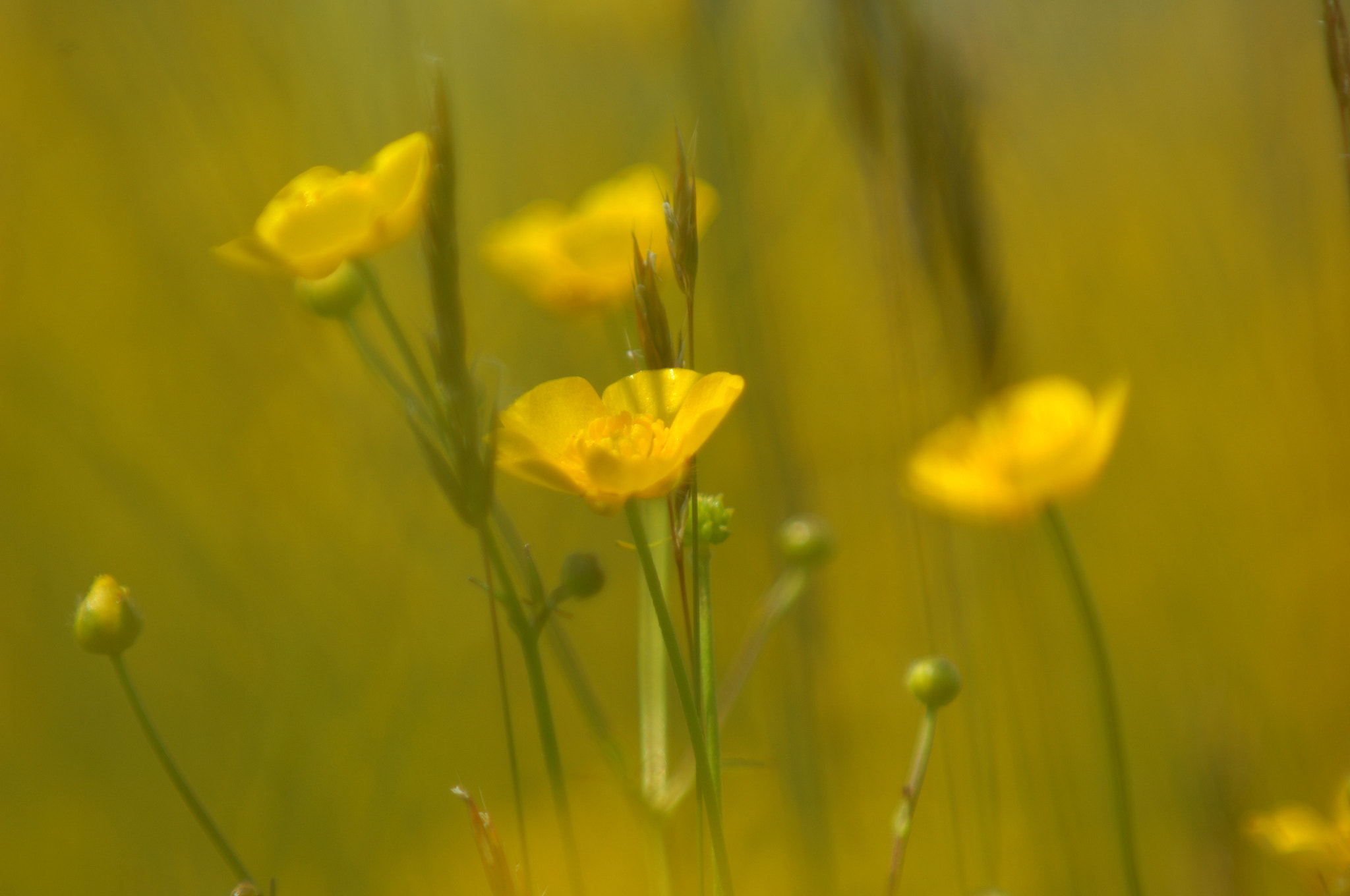 Nikon D2Xs + Nikon AF-S Nikkor 70-200mm F2.8G ED VR sample photo. Yellow flowers 4 photography