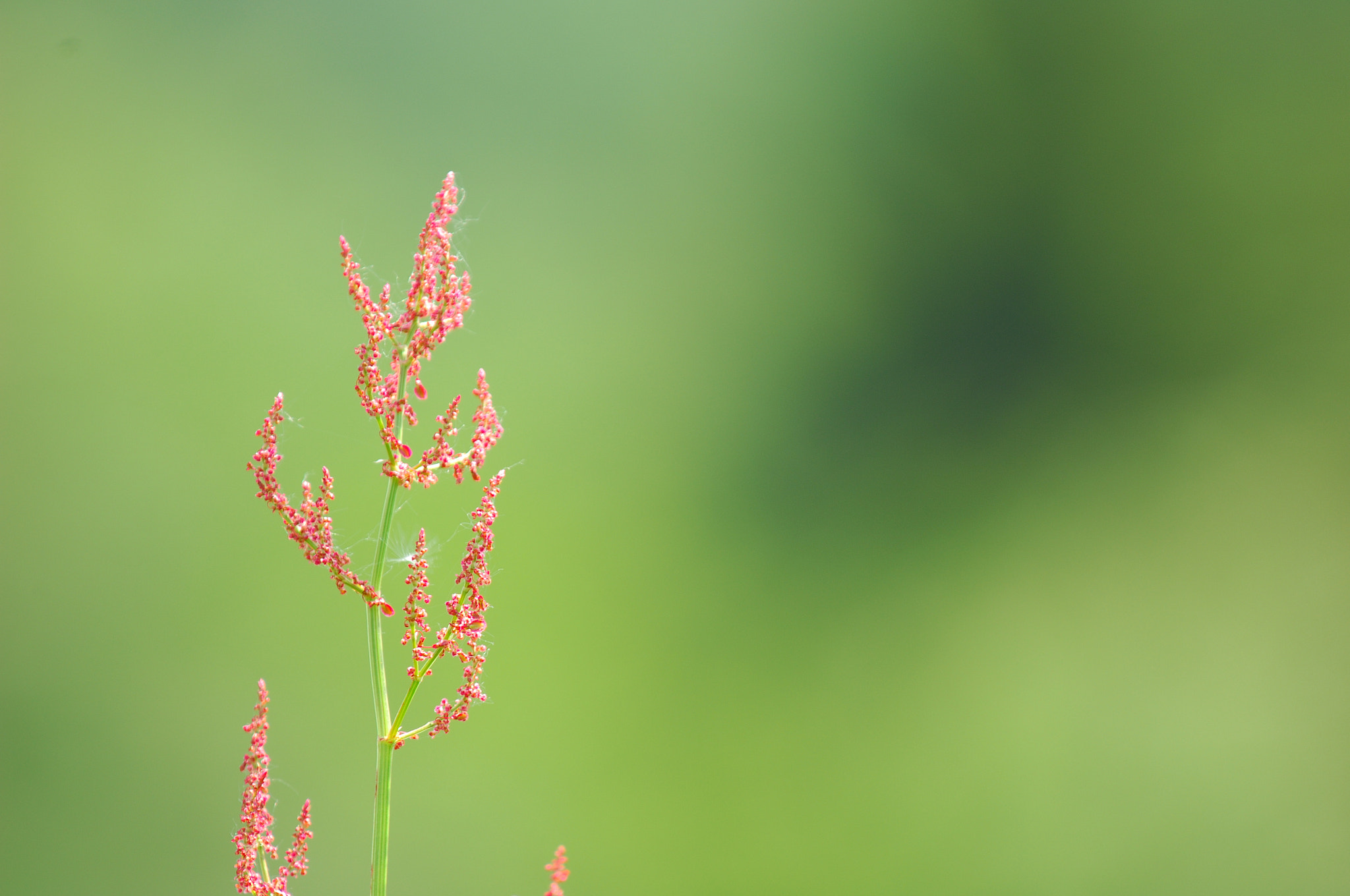 Nikon D2Xs + Nikon AF-S Nikkor 70-200mm F2.8G ED VR sample photo. Reddish flower on a green photography