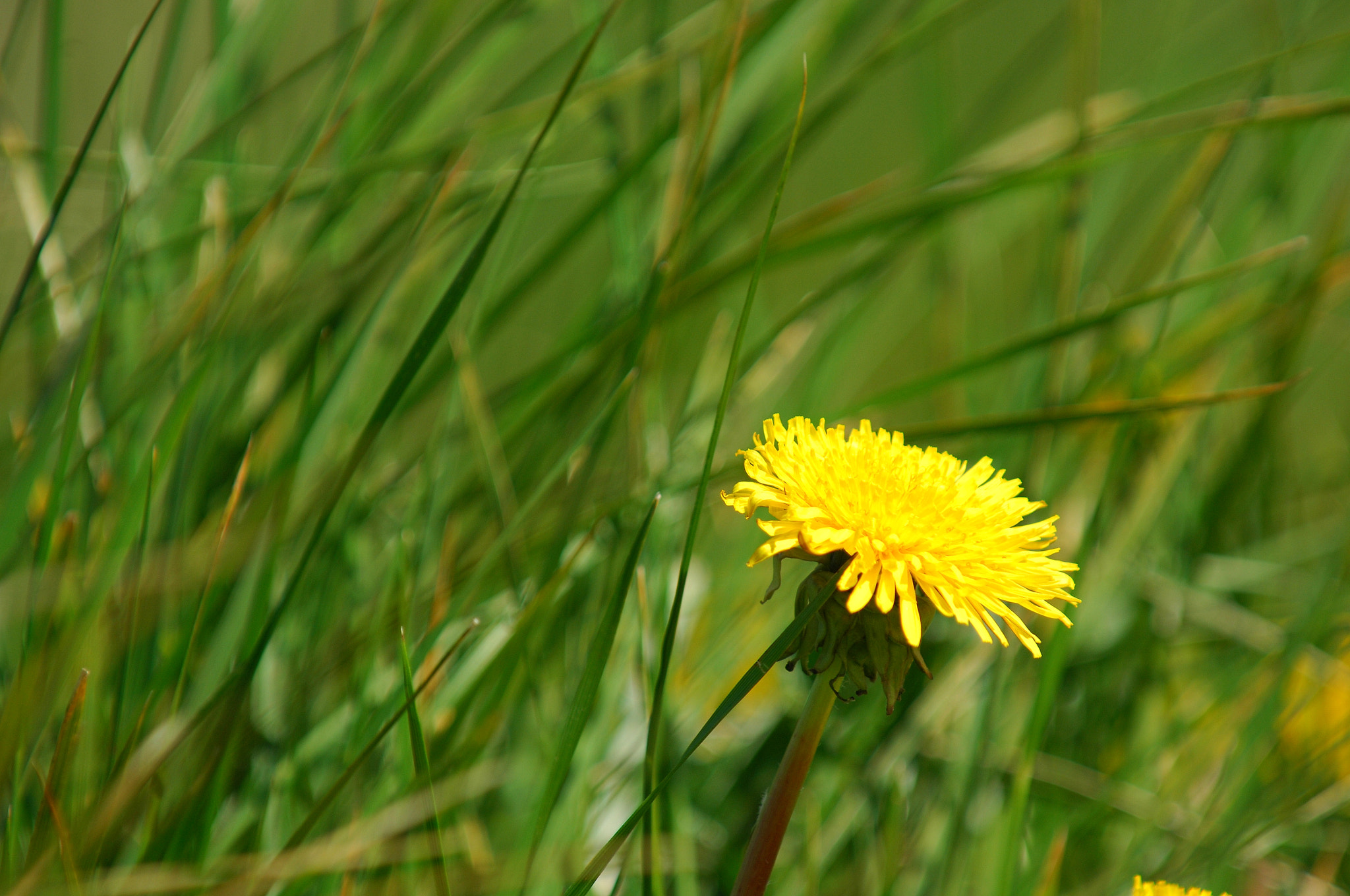 Nikon D2Xs sample photo. Yellow flowers on green photography