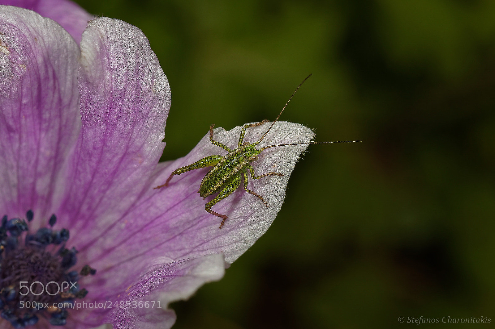 Olympus OM-D E-M5 II sample photo. _3060142 photography