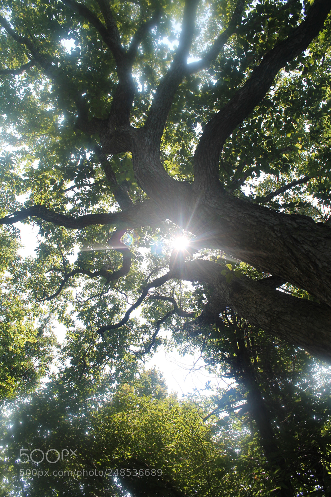 Canon EOS 1100D (EOS Rebel T3 / EOS Kiss X50) sample photo. Old tree photography