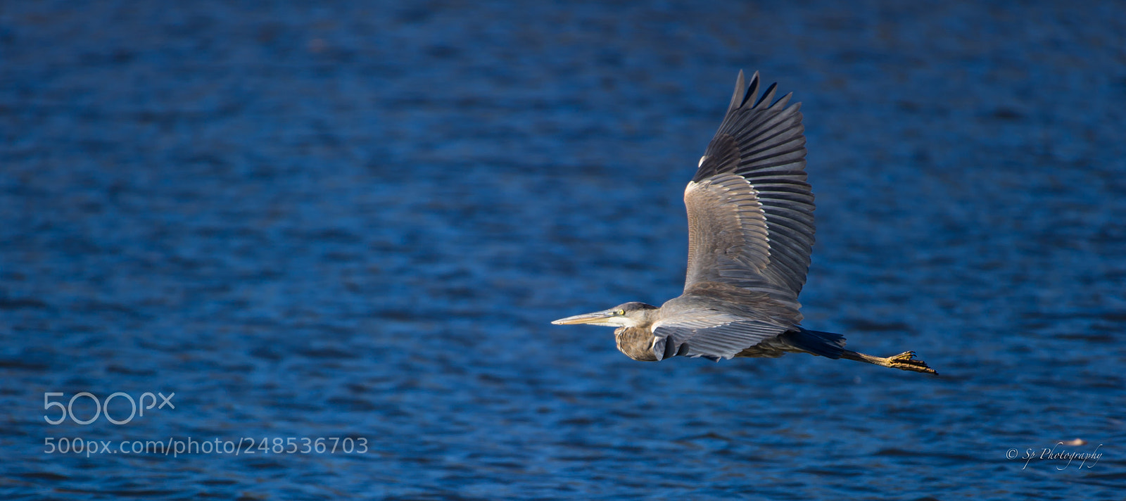 Nikon D3S sample photo. Blue heron photography