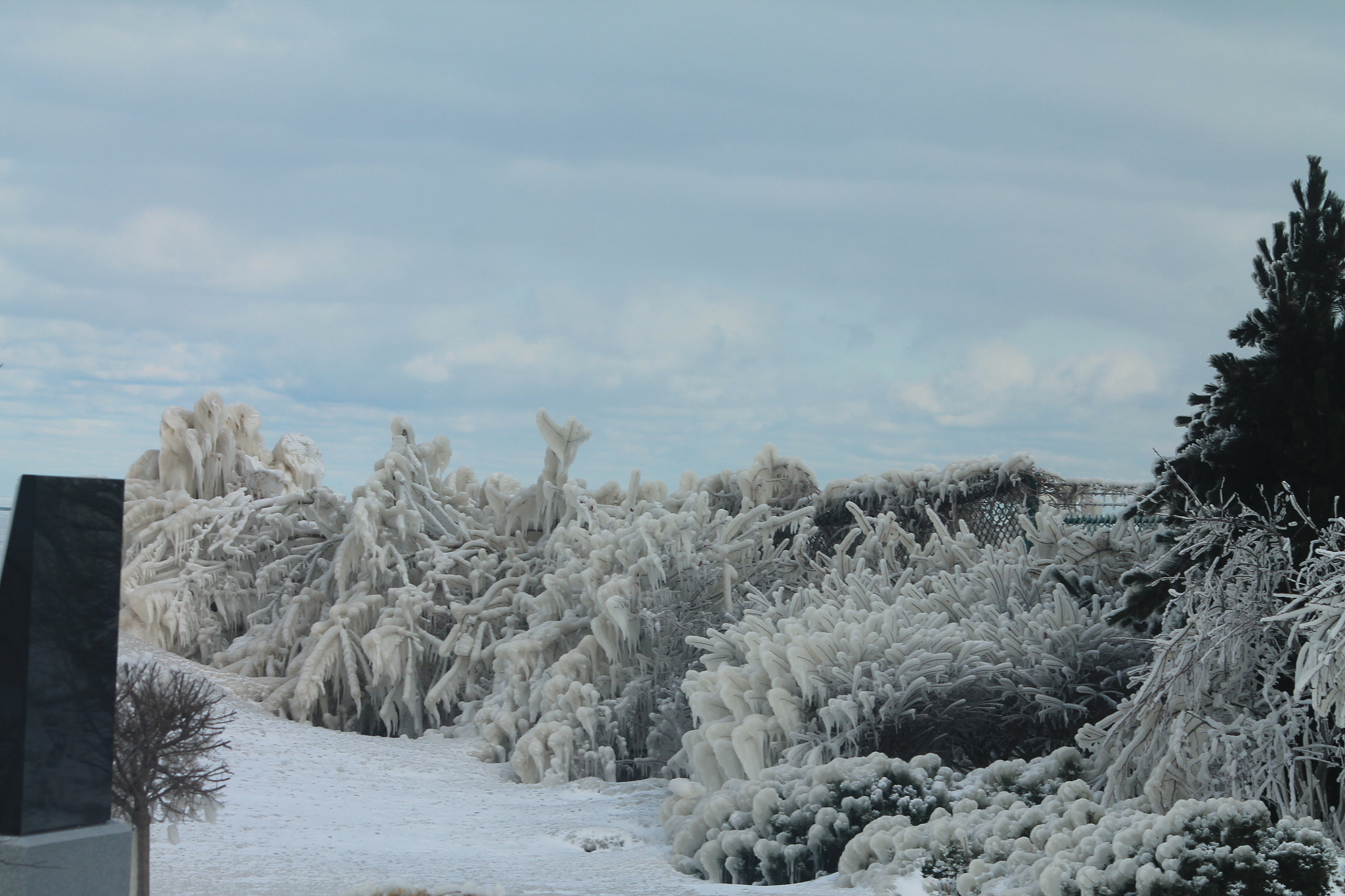 Canon EOS 1100D (EOS Rebel T3 / EOS Kiss X50) sample photo. Ice bushes photography
