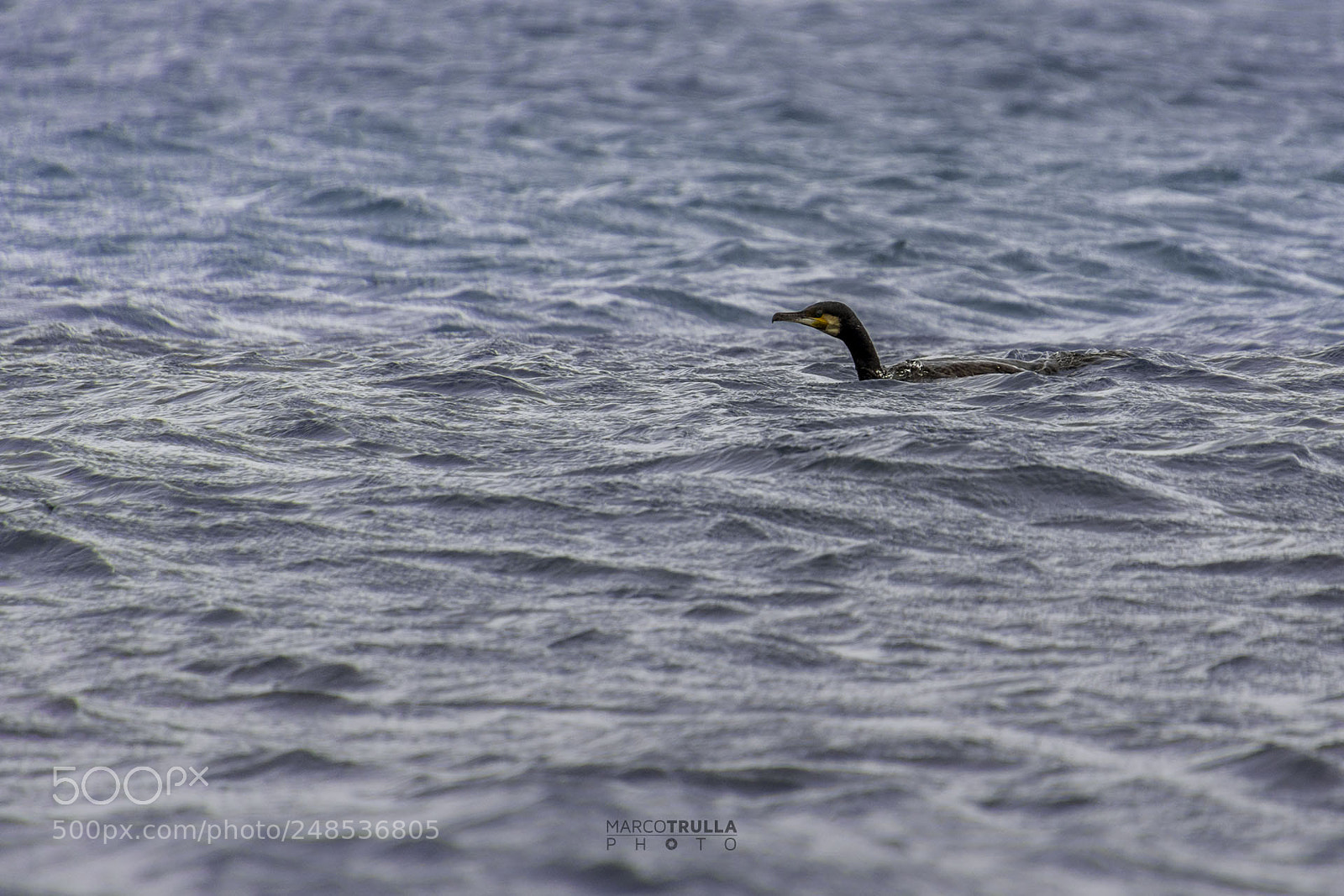 Nikon D7200 sample photo. Hunter cormorant photography