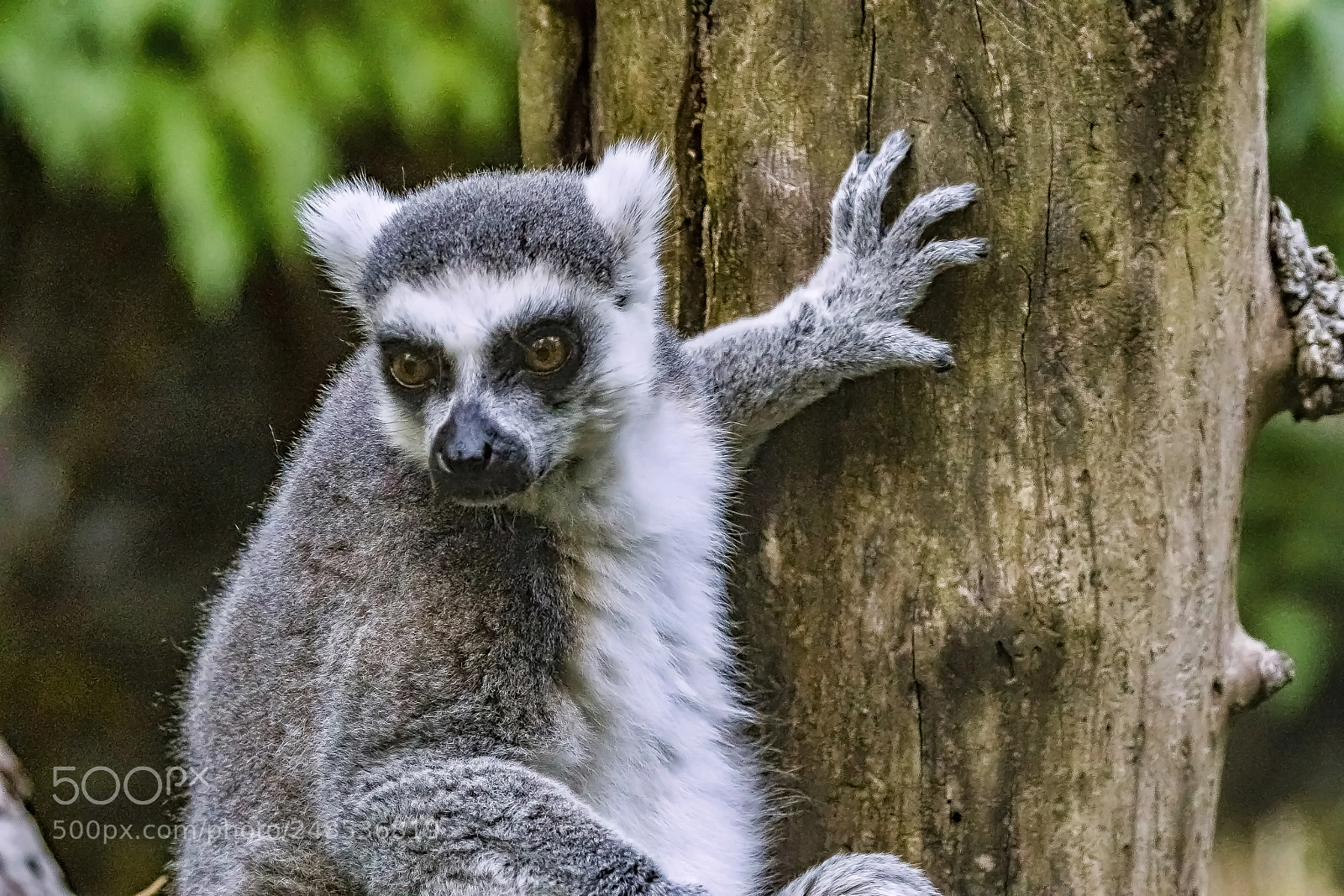 Sony a9 sample photo. Lemur's leisure photography