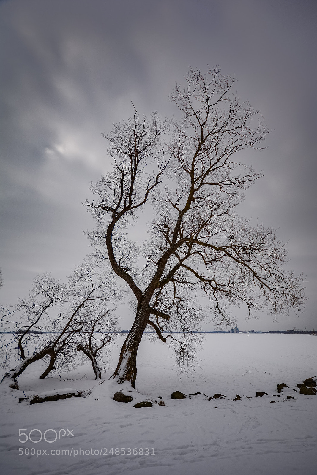 Nikon D7100 sample photo. Winter tree photography