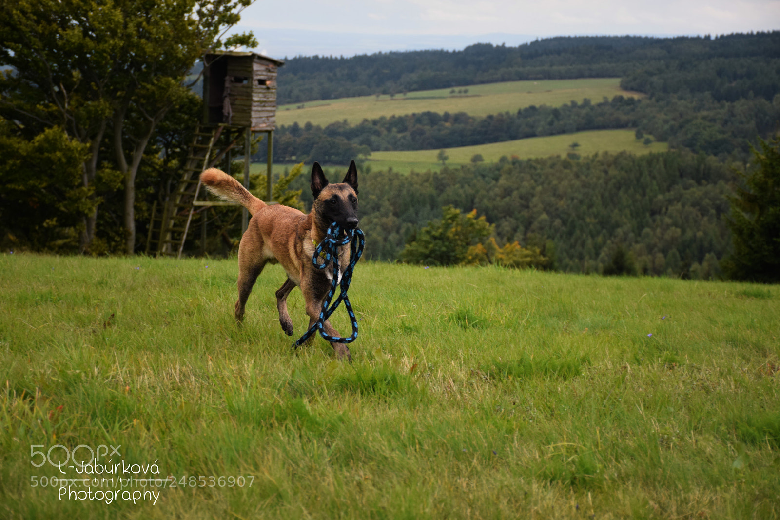 Nikon D5300 sample photo. Amigo photography
