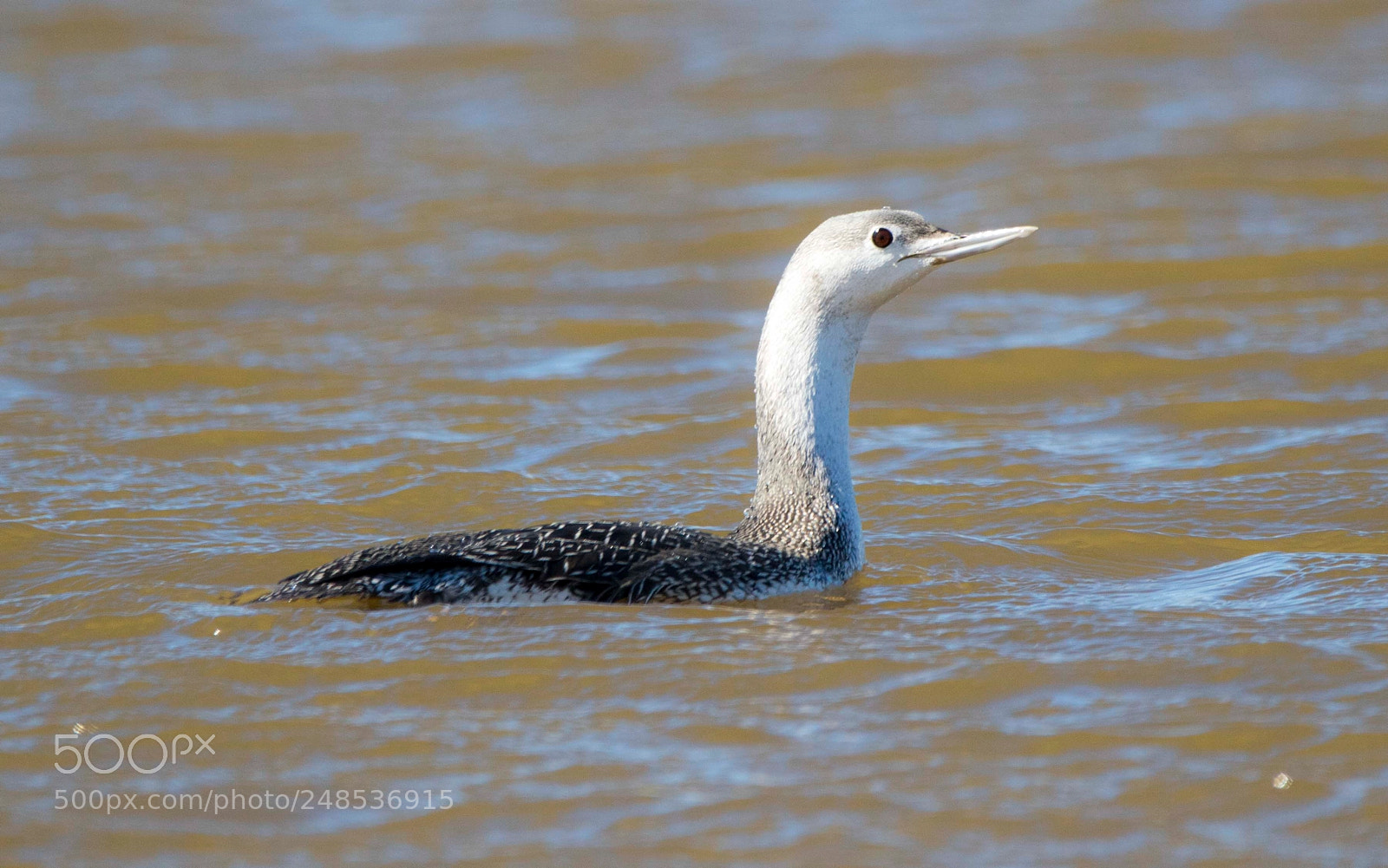 Canon EOS 7D Mark II sample photo. Le plongeon catmarin ! photography