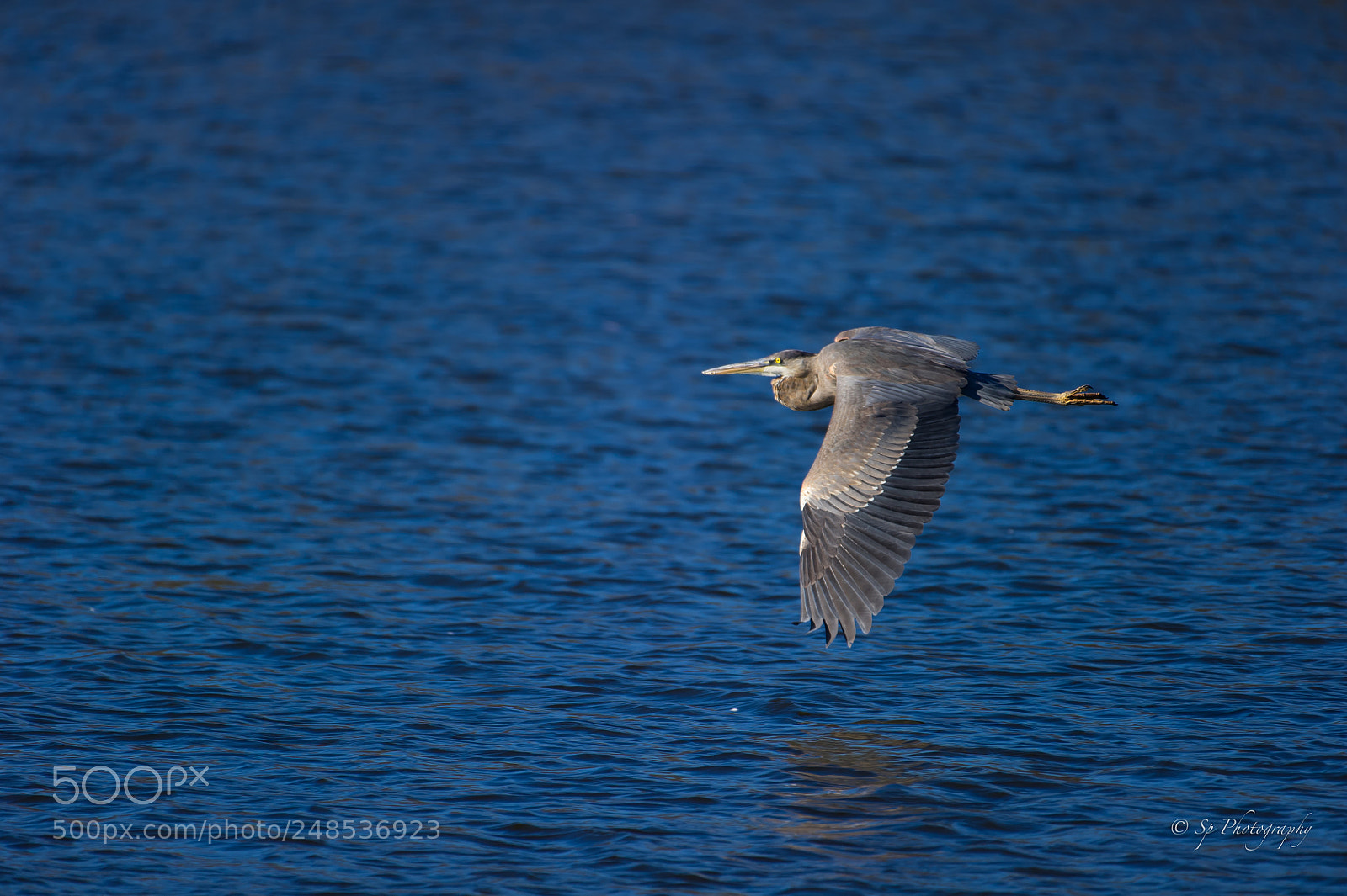 Nikon D3S sample photo. Blue heron photography