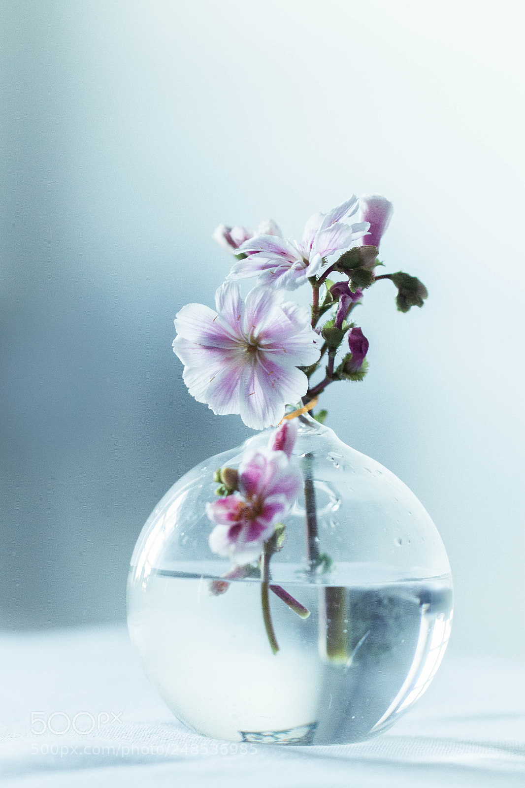 Canon EOS 7D sample photo. En attendant le printemps... photography