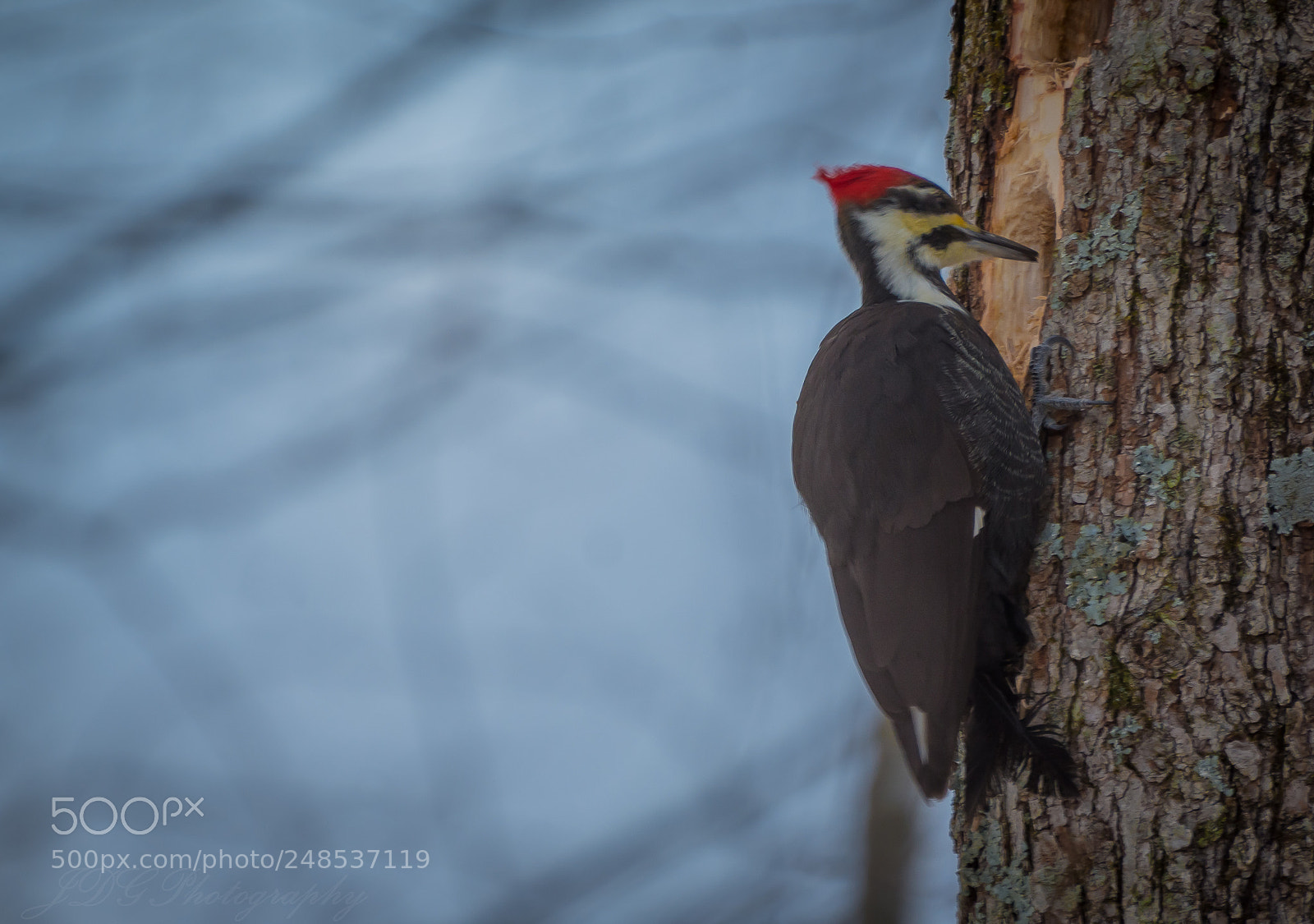 Nikon D7100 sample photo. Jdg_3403-4.jpg photography
