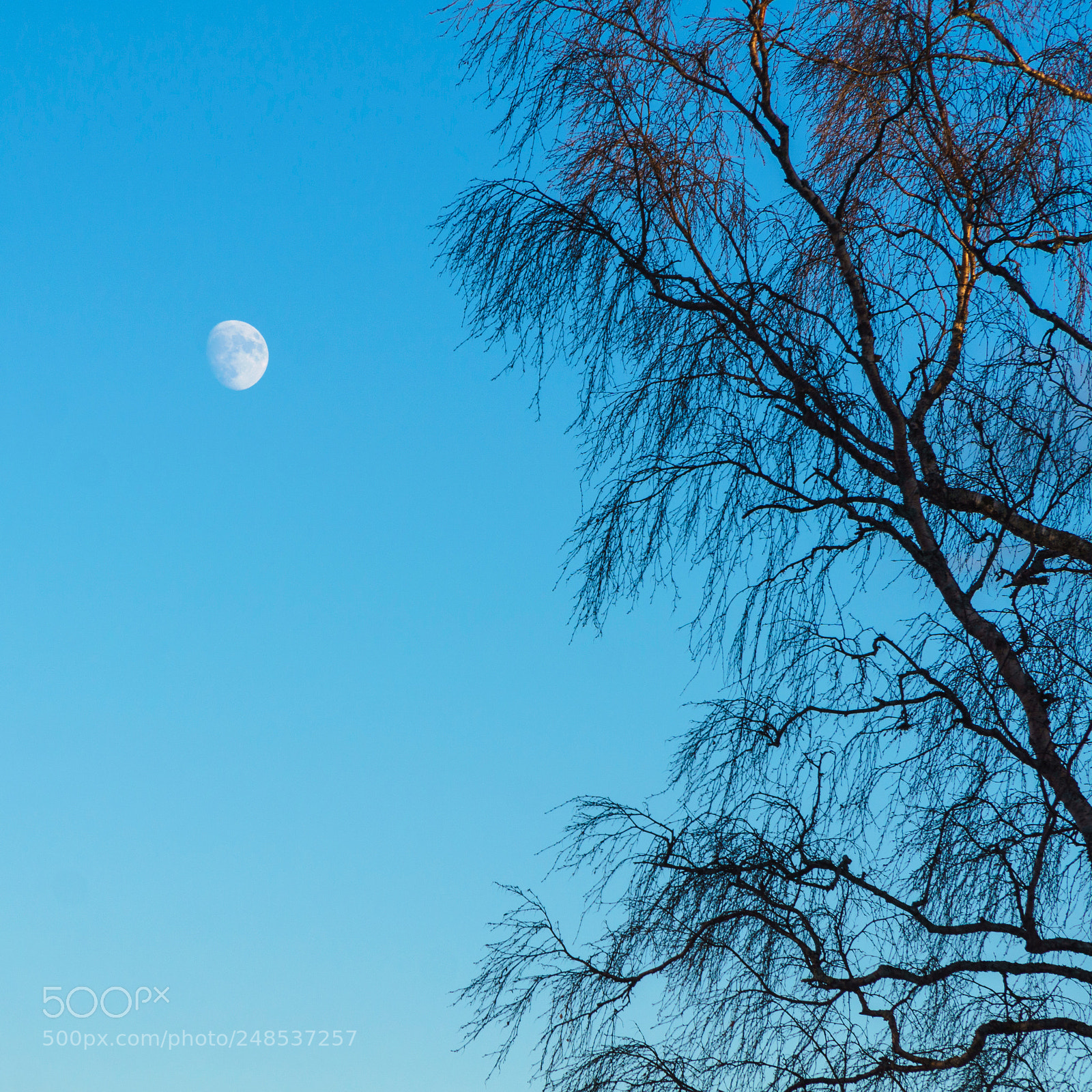 Sony a6000 sample photo. Light blue moon photography