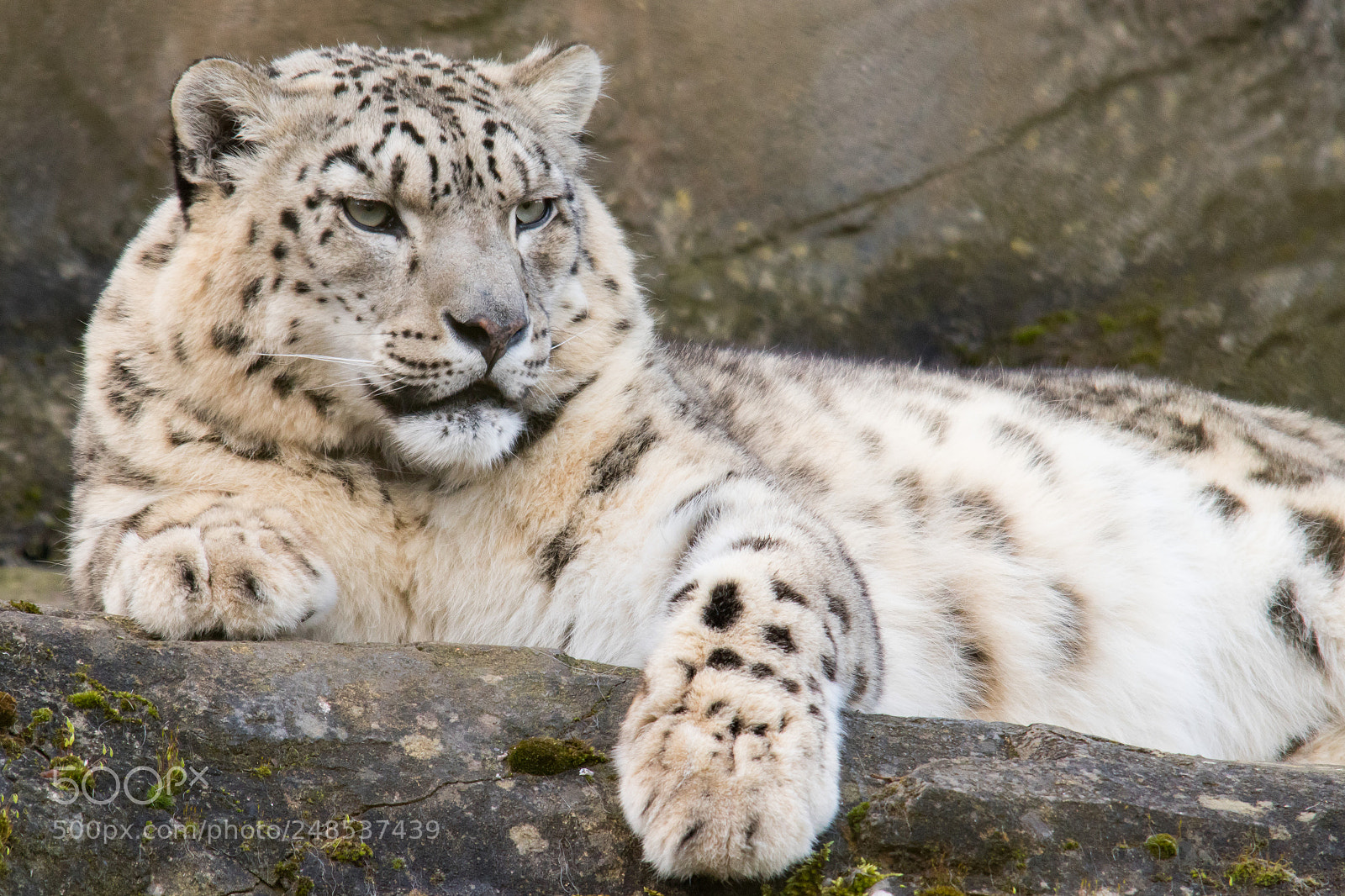 Canon EOS 80D sample photo. Marwells snow leopard photography
