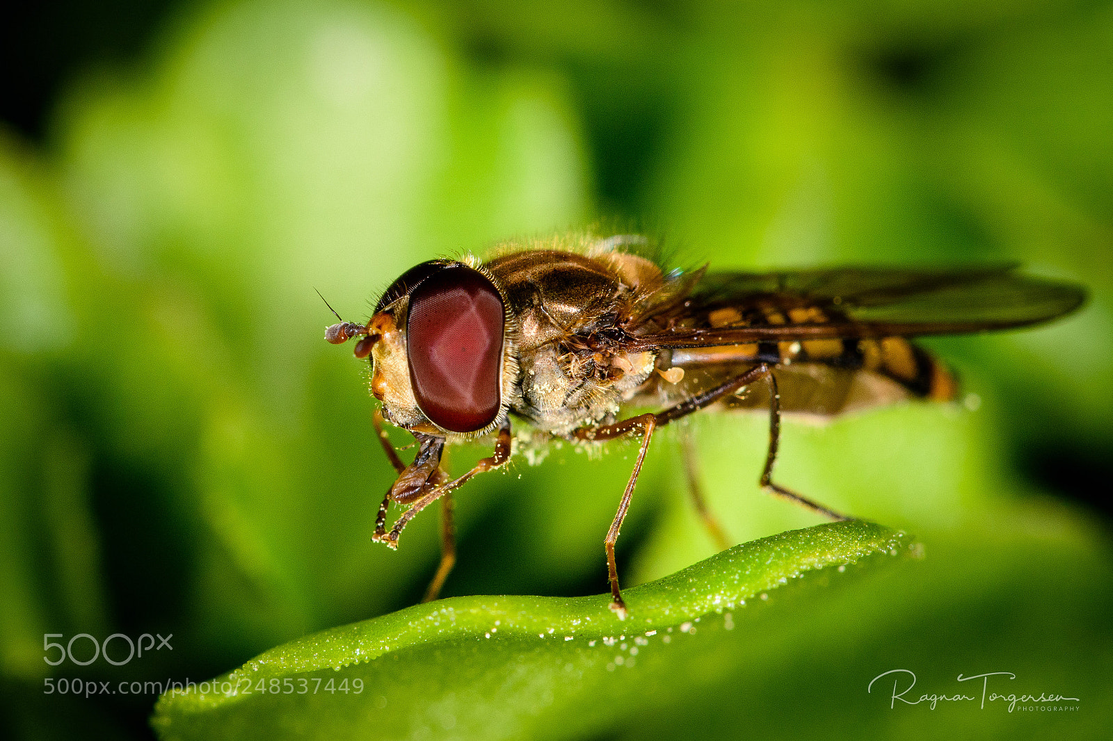 Nikon D500 sample photo. Butterfly photography