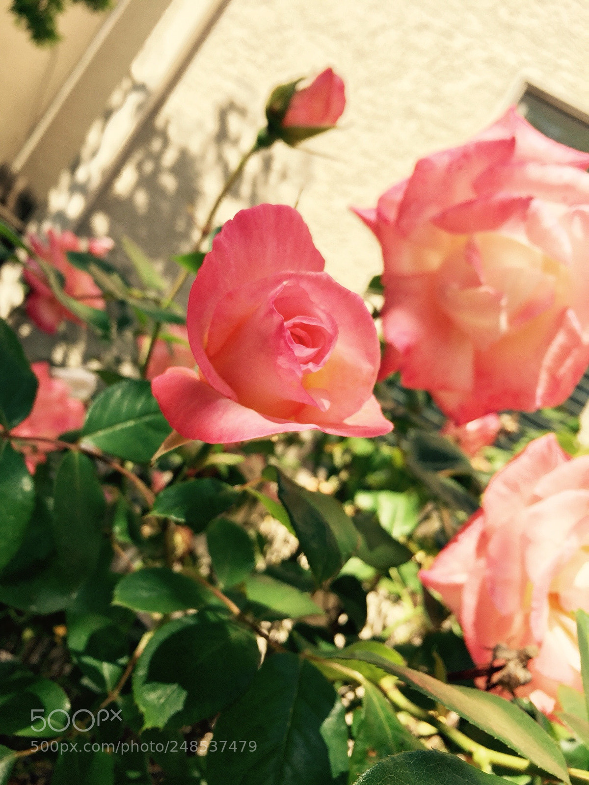 Apple iPhone 6 sample photo. Spring times photography