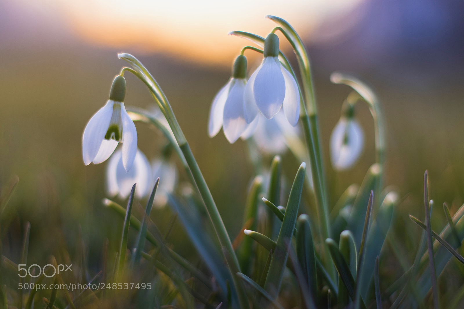 Canon EOS 77D (EOS 9000D / EOS 770D) sample photo. Untitled photography