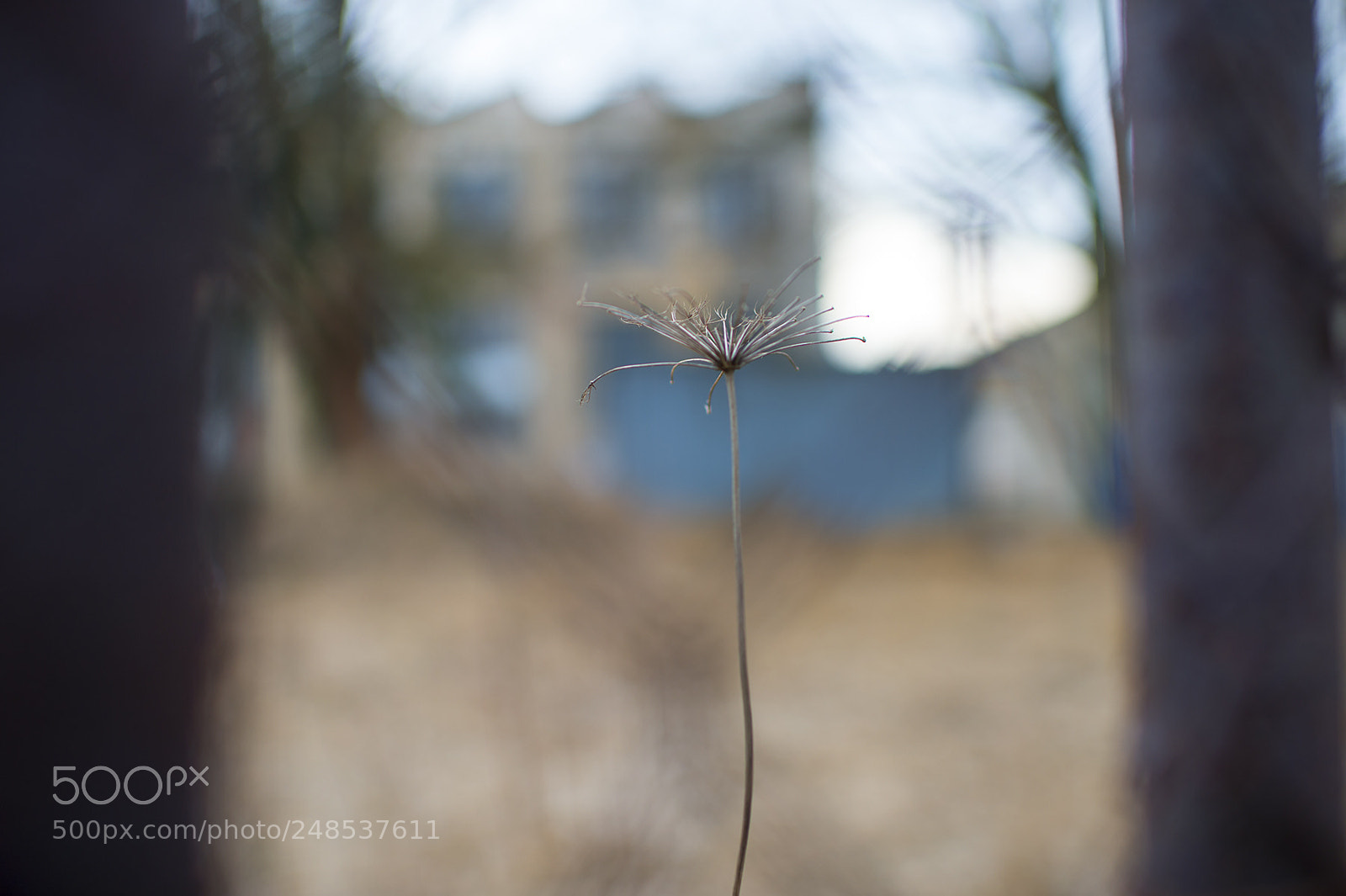 Nikon Df sample photo. Life between fences photography