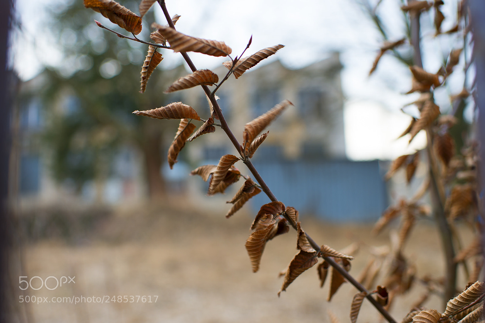 Nikon Df sample photo. Life between fences photography