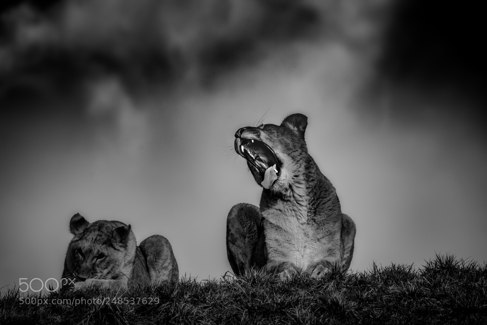 Fujifilm X-T2 sample photo. Roar photography