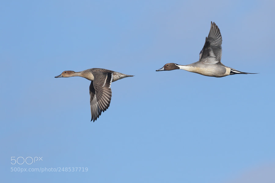 Canon EOS 7D Mark II sample photo. Pintail photography