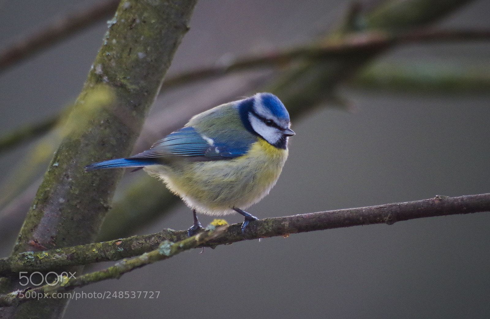 Pentax K-30 sample photo. Morning tit photography