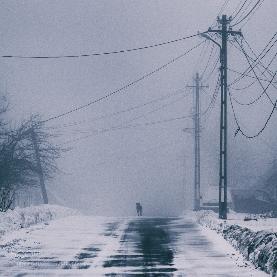 Canon EOS 7D Mark II sample photo. Winter fog photography