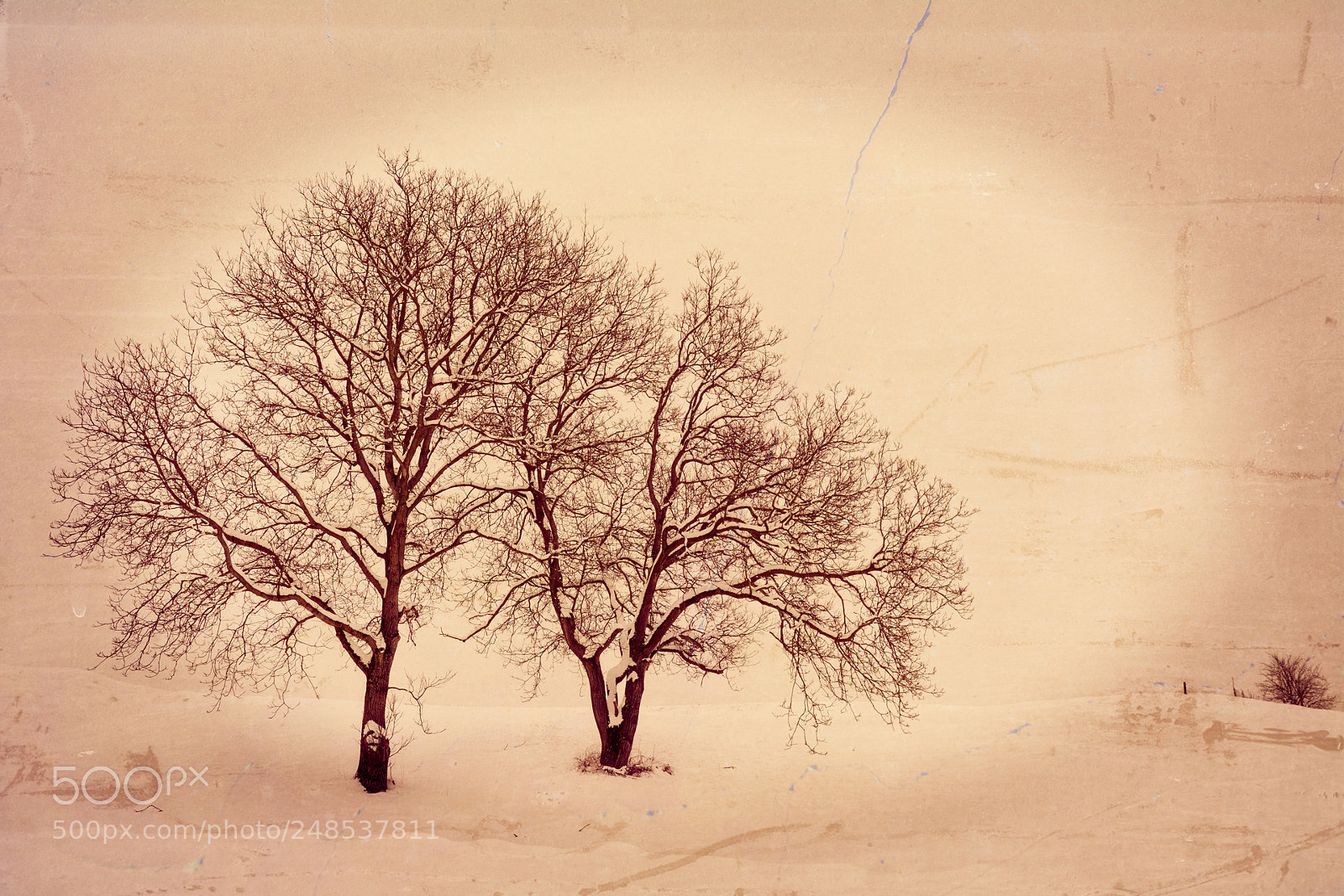Nikon D7100 sample photo. Trees photography