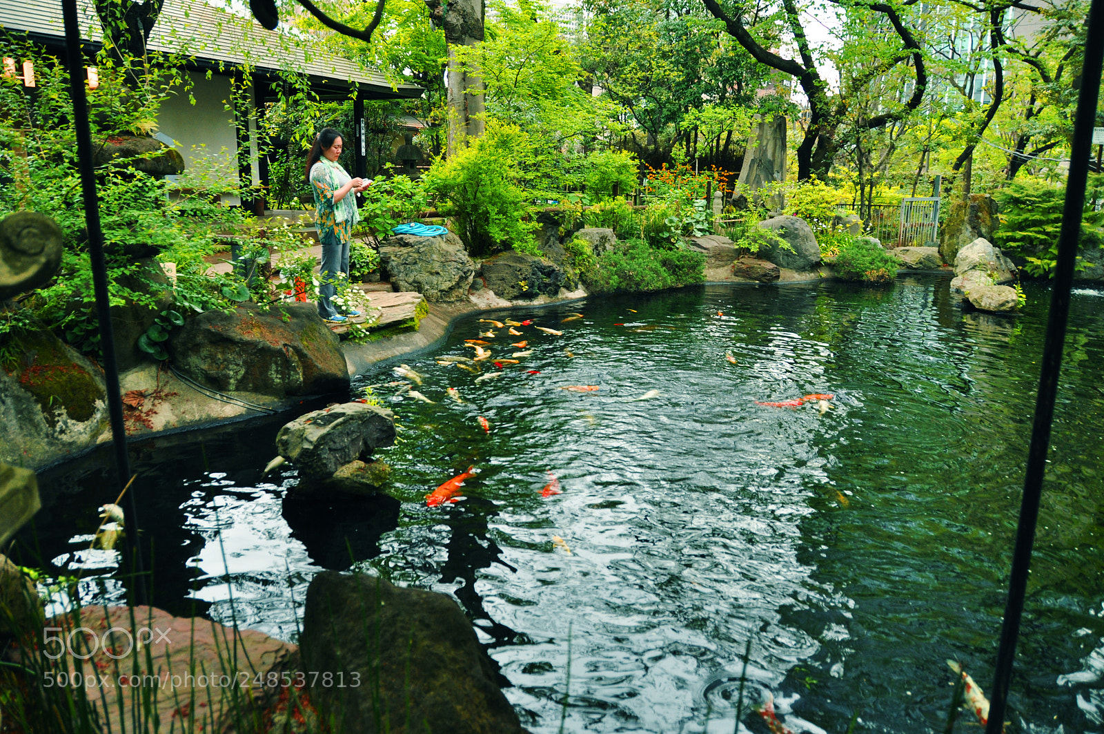 Nikon D5000 sample photo. Blue koi pond photography