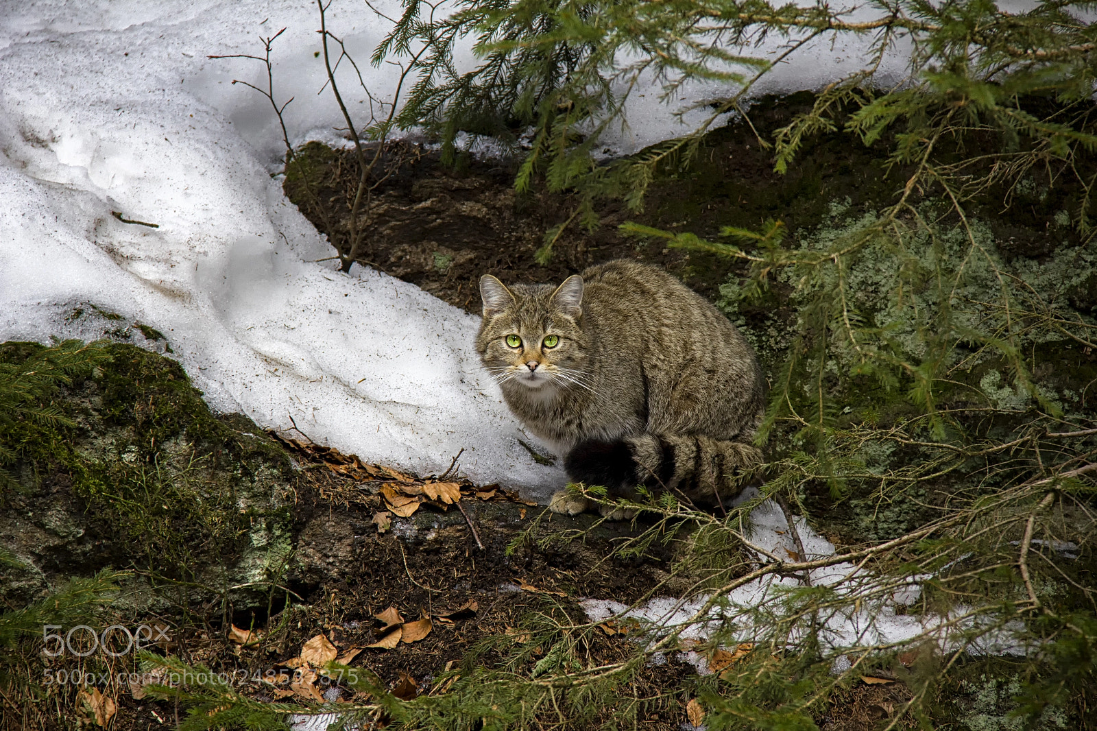 Canon EOS 550D (EOS Rebel T2i / EOS Kiss X4) sample photo. Wildcat photography