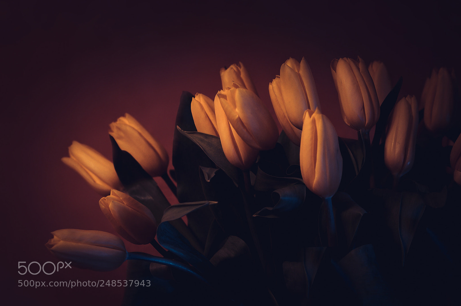 Sony Alpha NEX-6 sample photo. Tulips photography