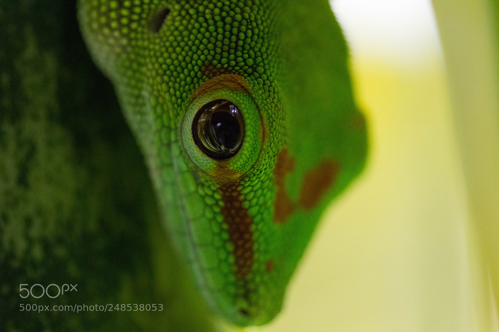 Canon EOS 60D sample photo. Phelsuma grandis photography