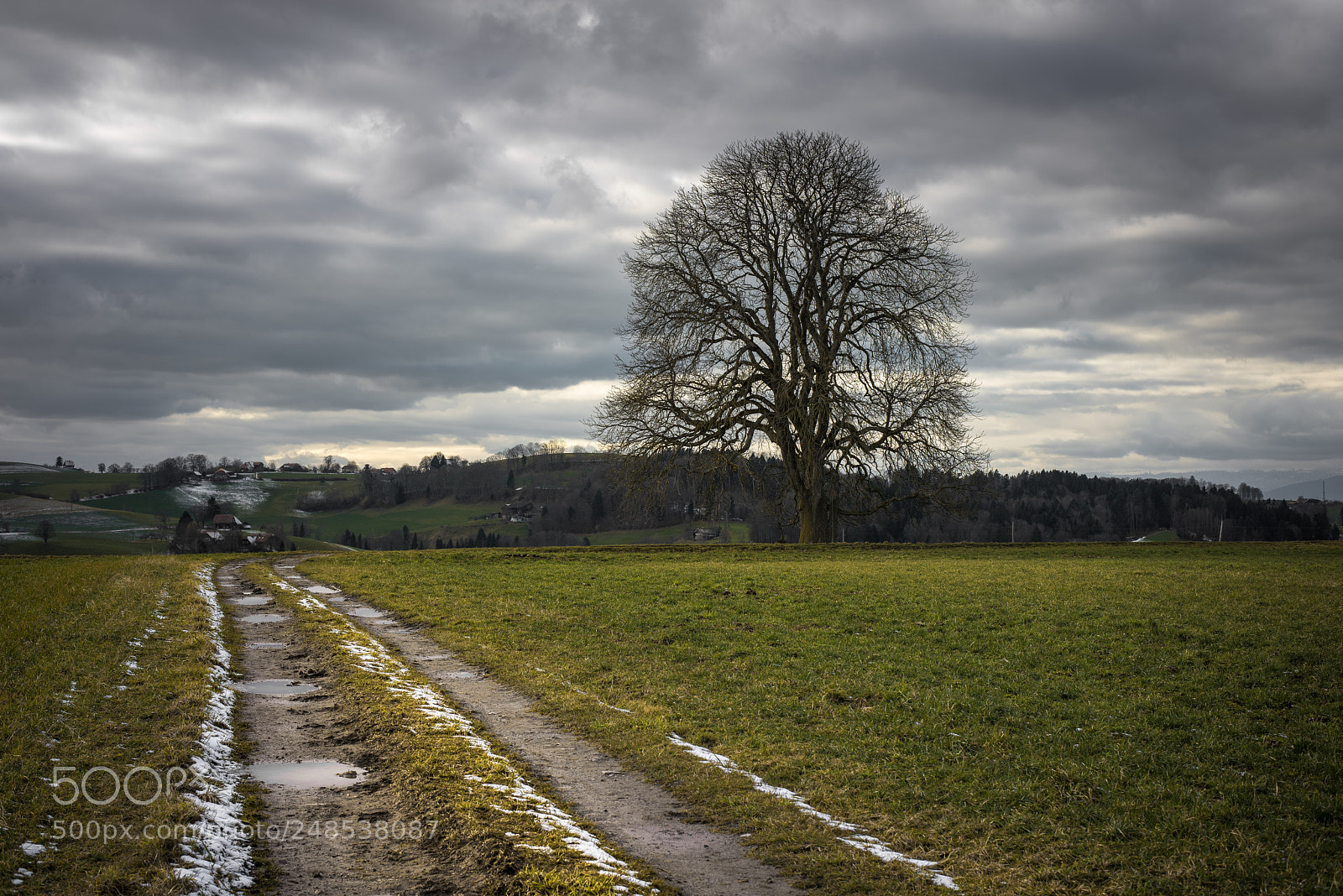 Nikon D810 sample photo. Mighty tree photography
