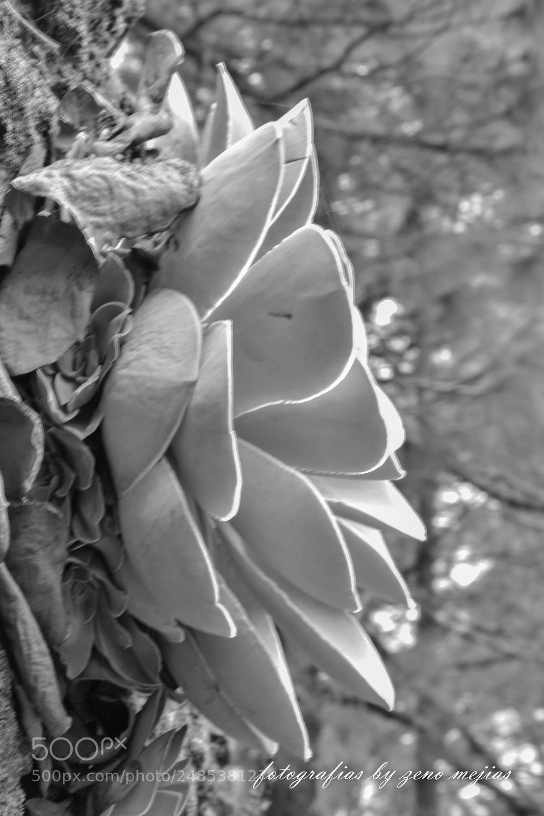 Nikon D7200 sample photo. Zeno mejias photography