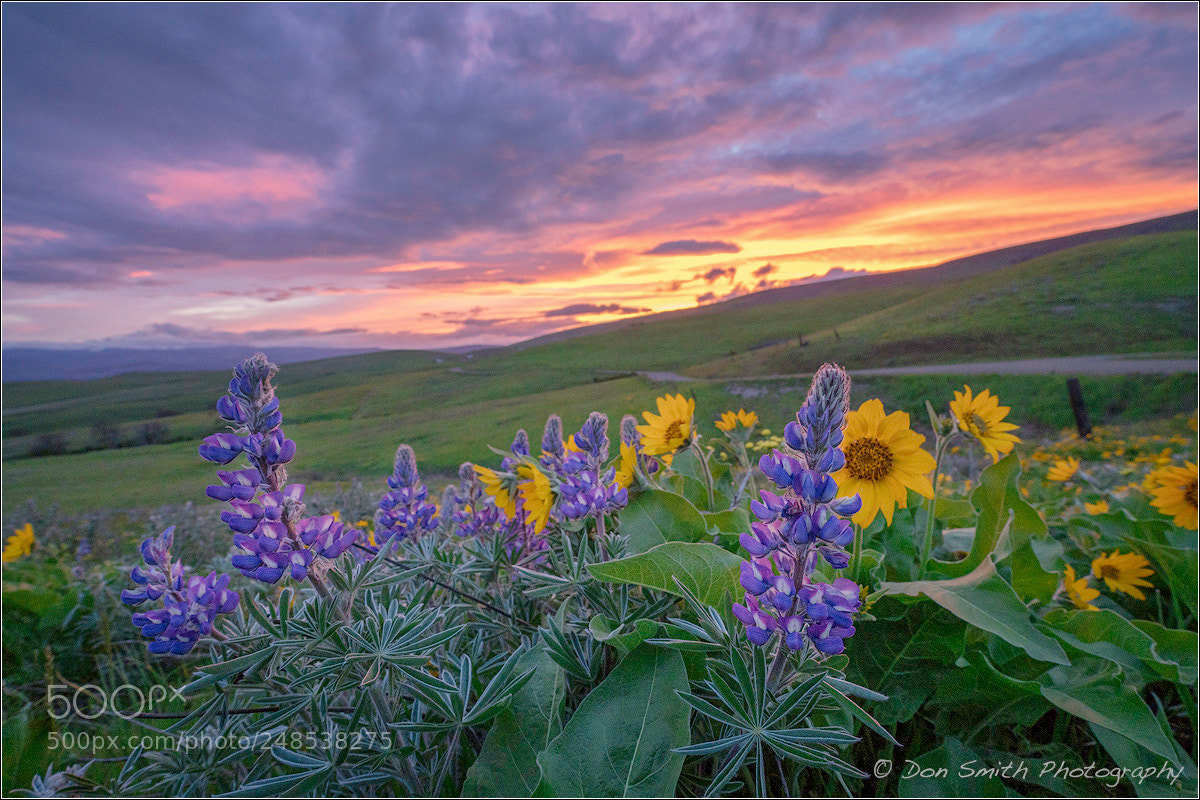 Sony a7R II sample photo. Sunset sky over columbia photography