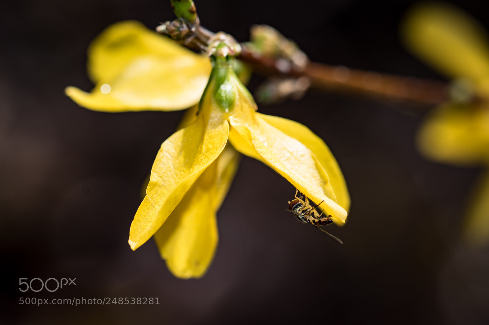 Nikon D5500 sample photo. Sweat bee photography