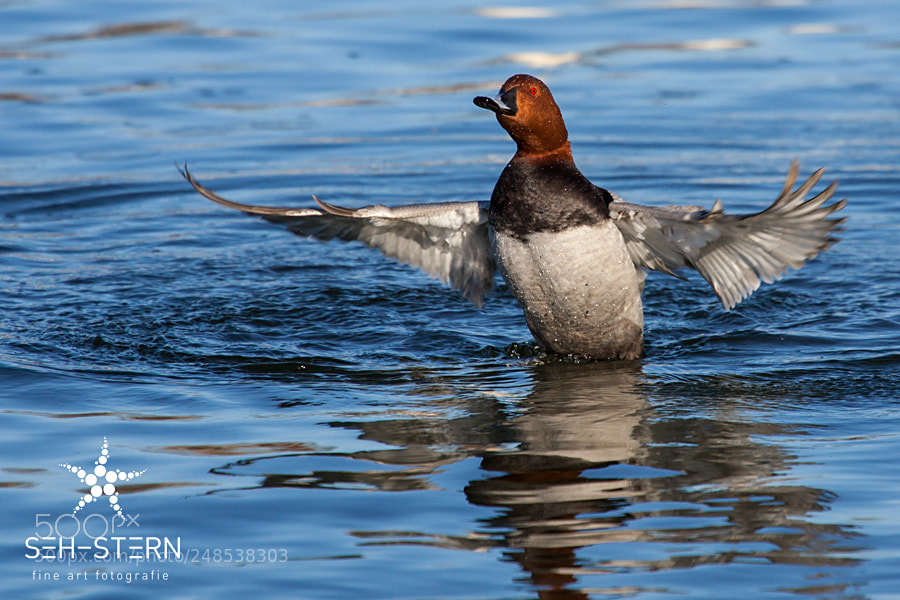 Canon EOS-1D Mark II sample photo. Wings photography