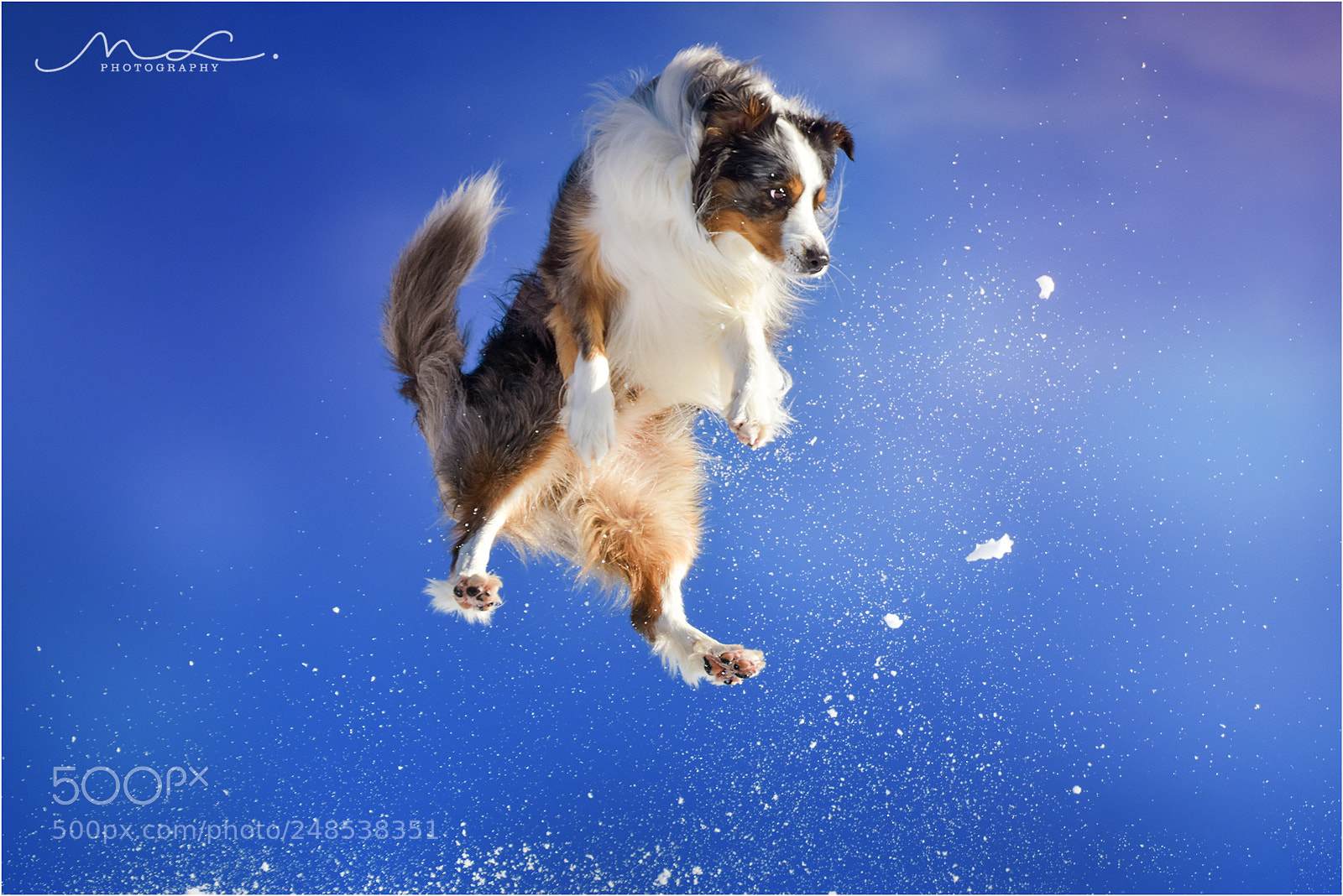 Nikon D7200 sample photo. Jump, forrest, jump! photography