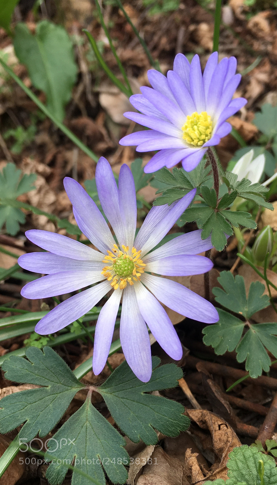 Apple iPhone 6s sample photo. Iphone 6s photography