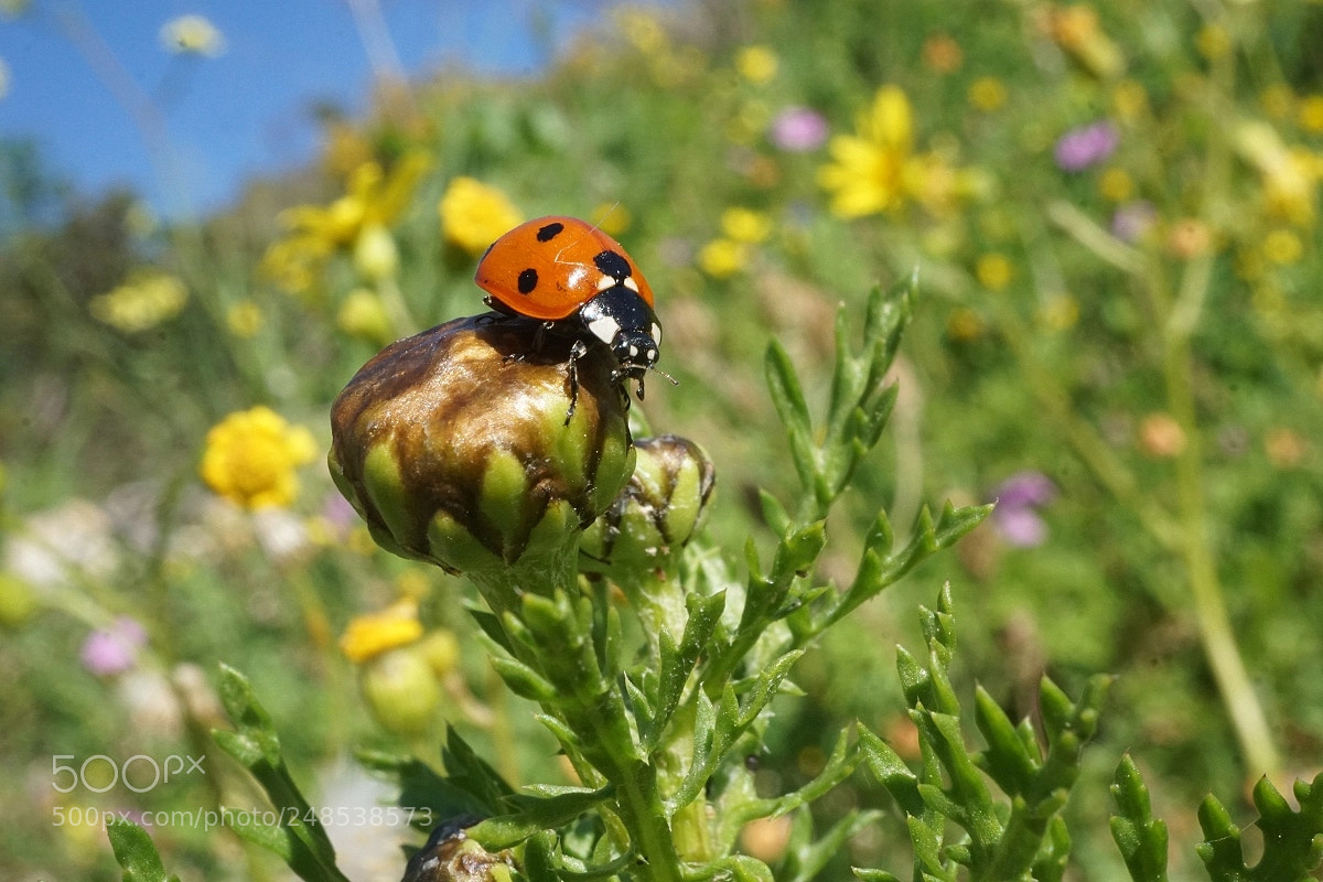 Sony a6000 sample photo. King of the ladybirds photography