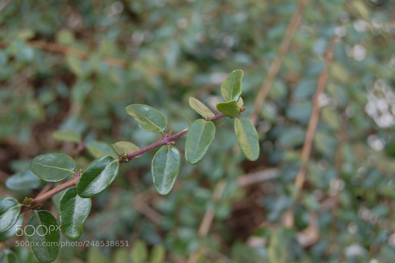 Nikon D40 sample photo. Eger photography