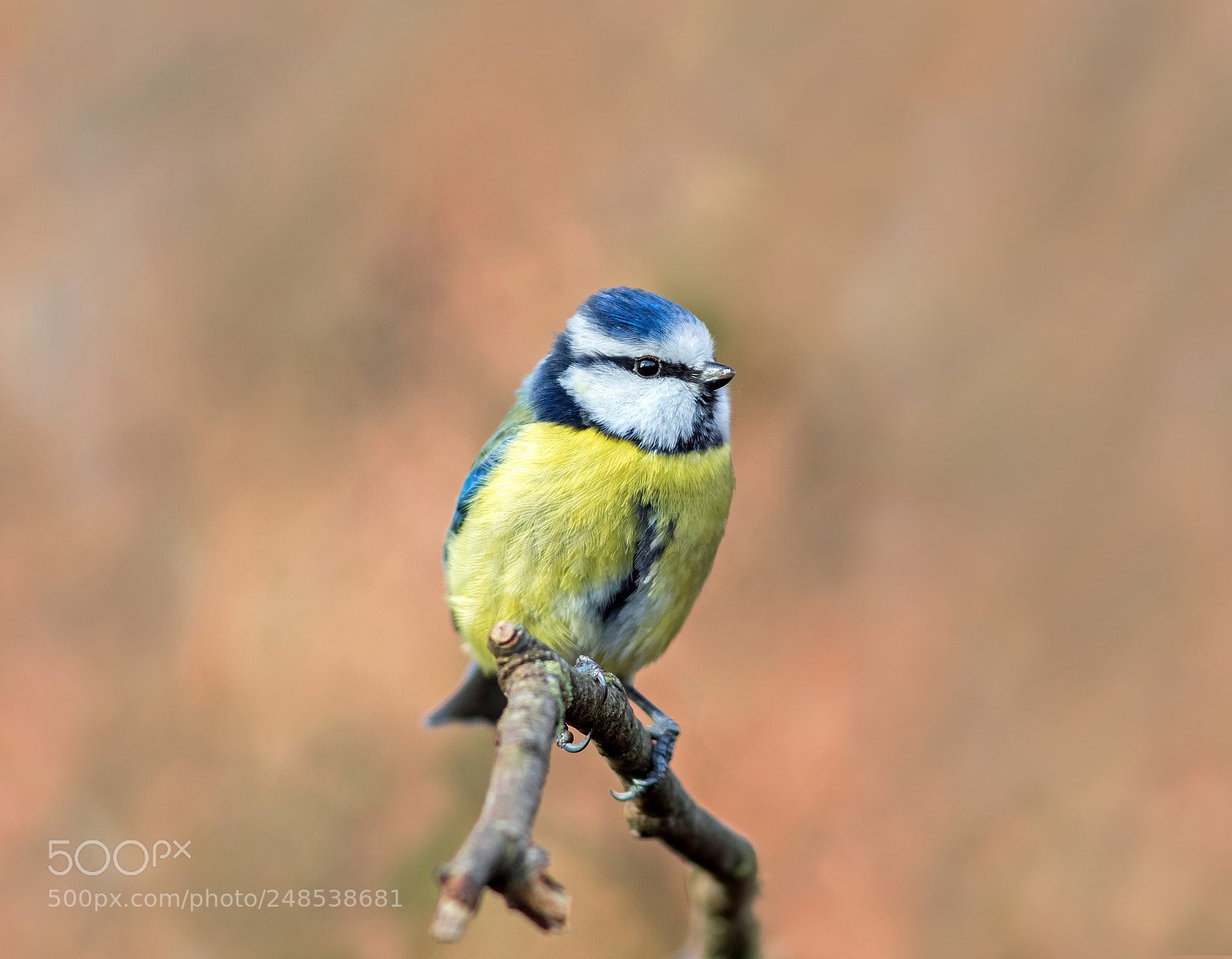 Canon EOS 7D Mark II sample photo. Blue tit photography